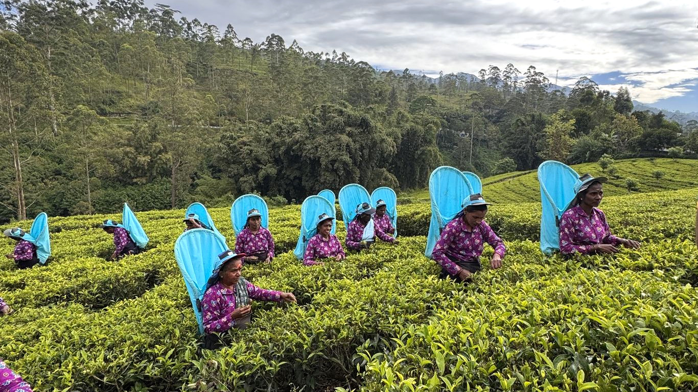 Team Work at Bogawantalawa